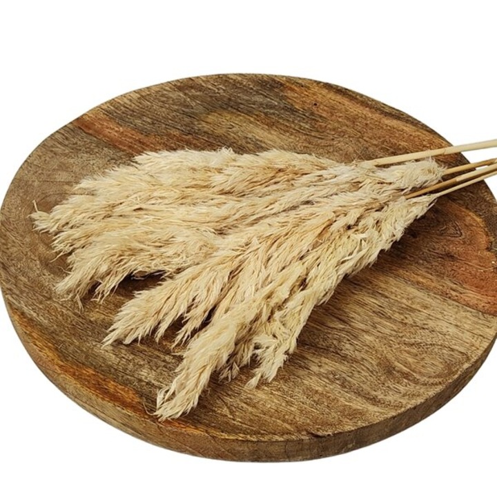 Set plante artificiale ED Collection, kalami Pampas, 5 bucati, 100cm, multicolor