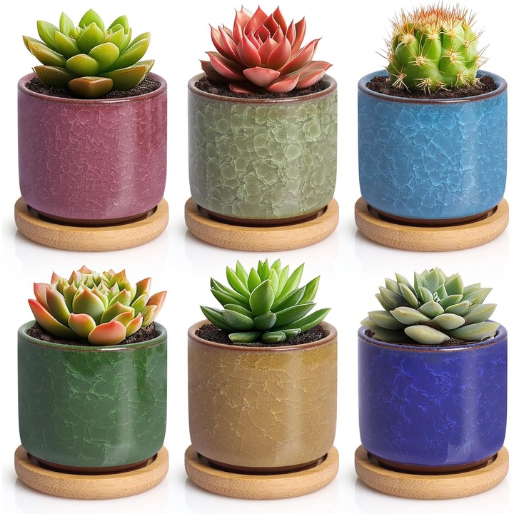 Set de 6 ghivece ceramice pentru suculente si cactusi, multicolor, 6x6cm cu suport