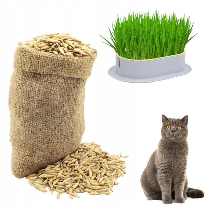Iarba pentru pisici, amestec ovaz si orz, 250g, naturala, fara aditivi