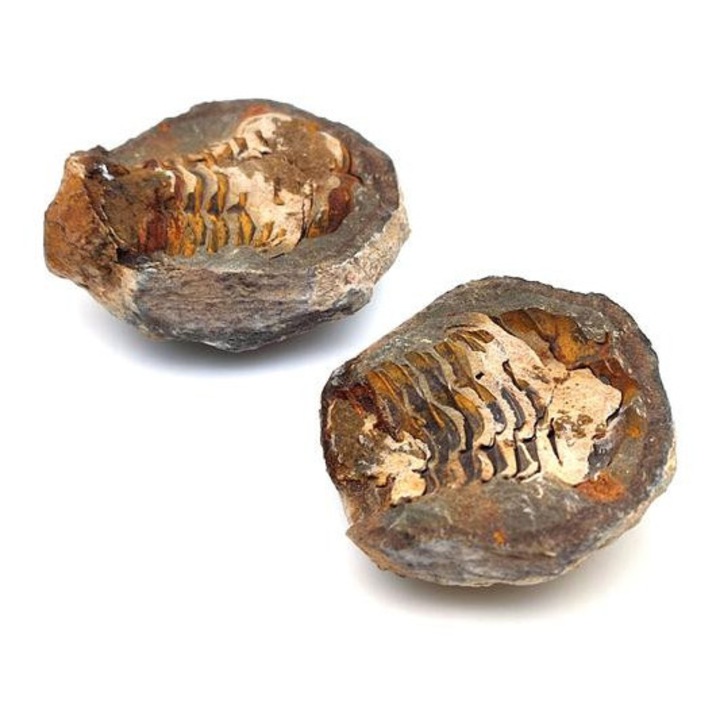 Trilobita nyers geodás