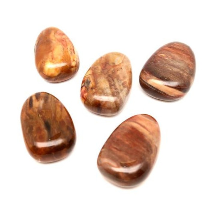 25/30mm Fa kövület csepp