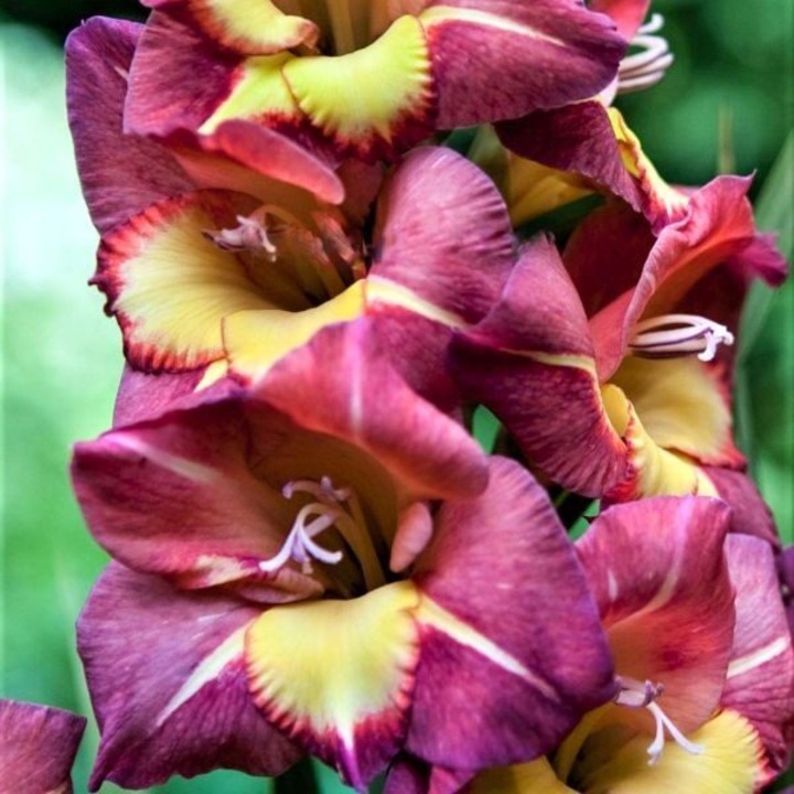 Gladiole Brescia la ghiveci - pachet 5 bulbi