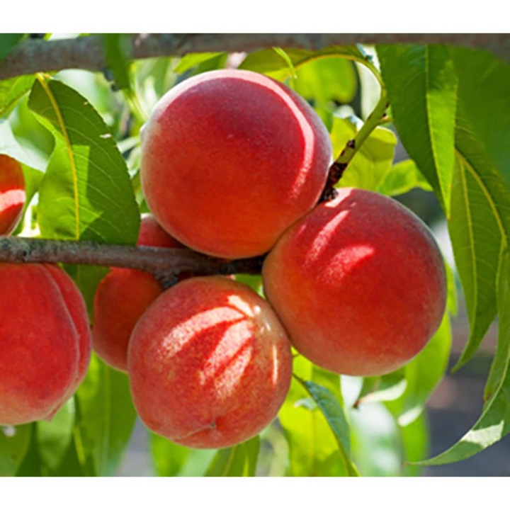 Piersic de Vie Altoit, pom fructifer traditional, fructe aromate si dulci 170 cm