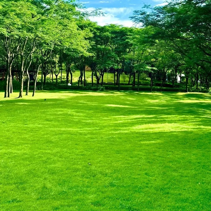 Seminte de iarba pitica vesnic verde, potrivite pentru plantarea in gradini/peluze de terenuri de golf.500 de seminte