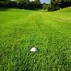 Örökzöld törpe fűmag, alkalmas kertekbe/golfpályák gyepére. 500 mag