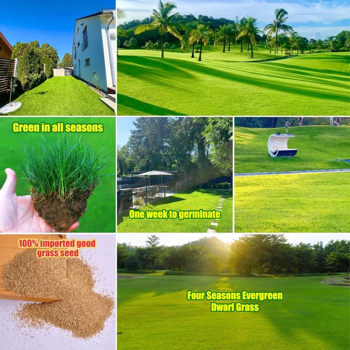 Örökzöld törpe fűmag, alkalmas kertekbe/golfpályák gyepére. 500 mag