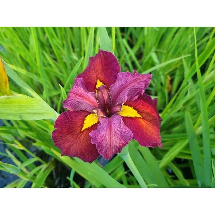 Iris louisiana 'Ann Chowning', planta perena acvatica, flori burgundii cu reflexe liliachii, inaltime 60-120 cm