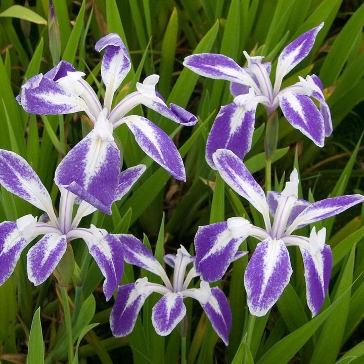Iris peren acvatic Kng, Mottled Beauty, flori violet-liliachiu marmorat, 50-90cm