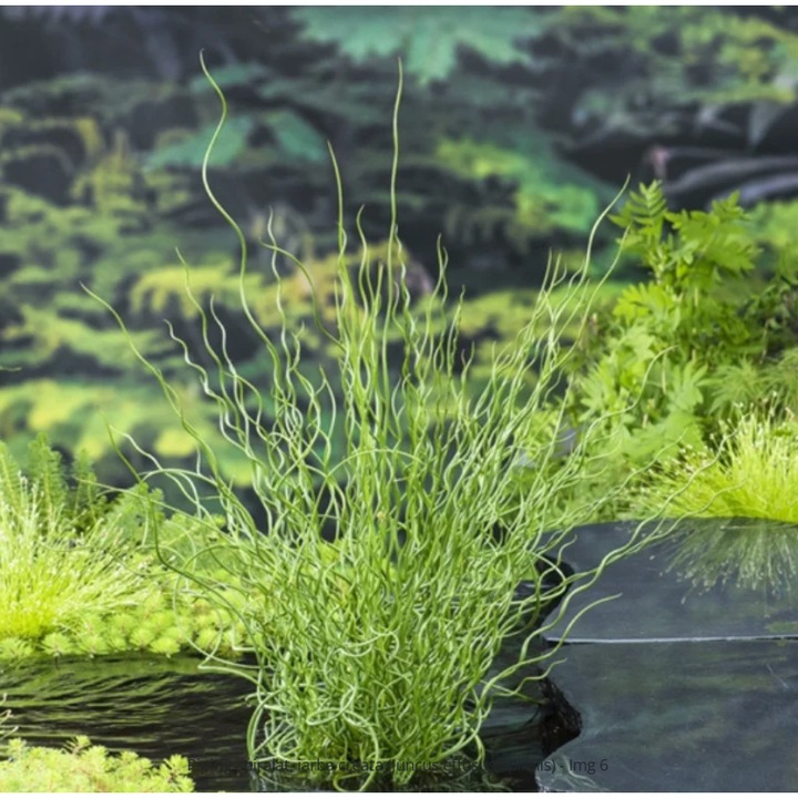 Planta perena ornamentala Juncus effusus 'Spiralis', verde, 30-50cm