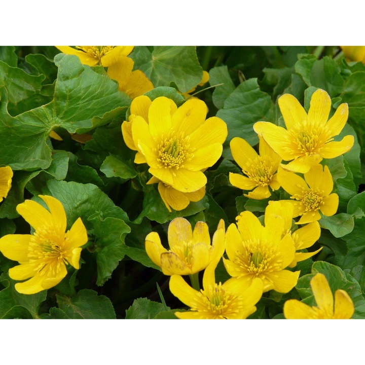 Planta perena acvatica Kng Caltha palustris var. polypetala, flori galbene, frunze verzi, 20x40cm