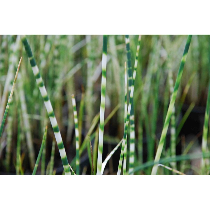 Planta perena acvatica Kng Schoenoplectus tabernaemontani 'Zebrinus', verde cu benzi galbene, 80-150 cm