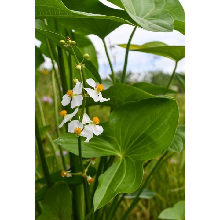 Sageata-de-apa Kng, planta perena acvatica, frunze verzi, flori albe, 30-80cm