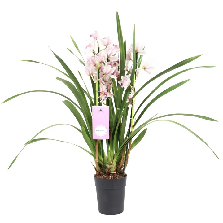 Orhidee Cymbidium, alb-roz, 70 cm