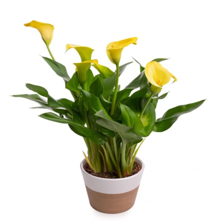 Planta naturala Zantedeschia (Cala) mix, Serafina, 35-45 cm, flori elegante, culori mix
