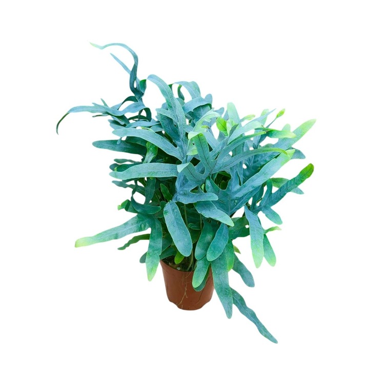 Feriga decorativă Phlebodium aureum, Serafina, 50 cm, frunze verde-albastrui, utilizare interior
