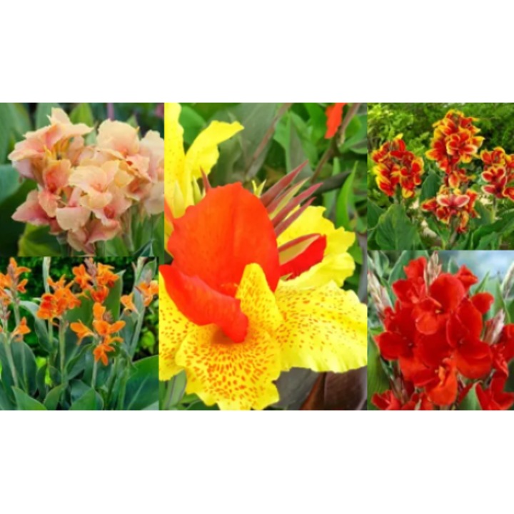 Canna Mix culori - pachet 10 rizomi