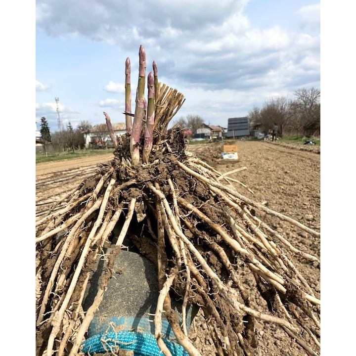 Set 20 x Radacini de sparanghel viguroase, gata de plantare. Coroane de sparanghel. Disponibilitate martie-aprilie. Anul 1. Sparanghel de poveste