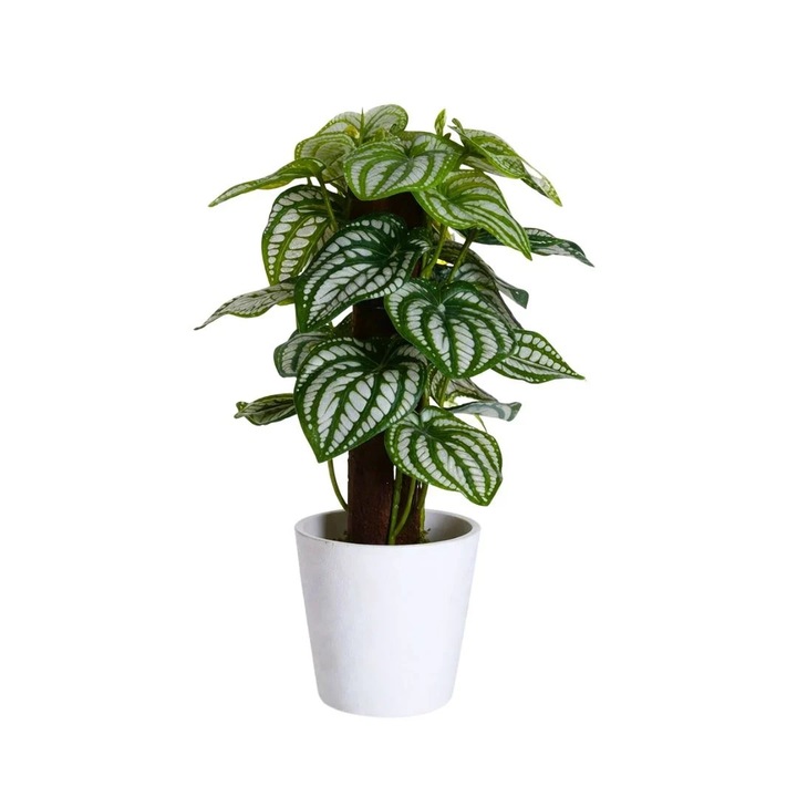 Mesterséges Peperomia növény, 25 cm, zöld levelek fehér erezettel, valósághű részletekkel, fehér cserépben