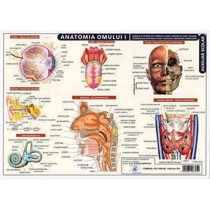 Plansa Anatomia Omului I
