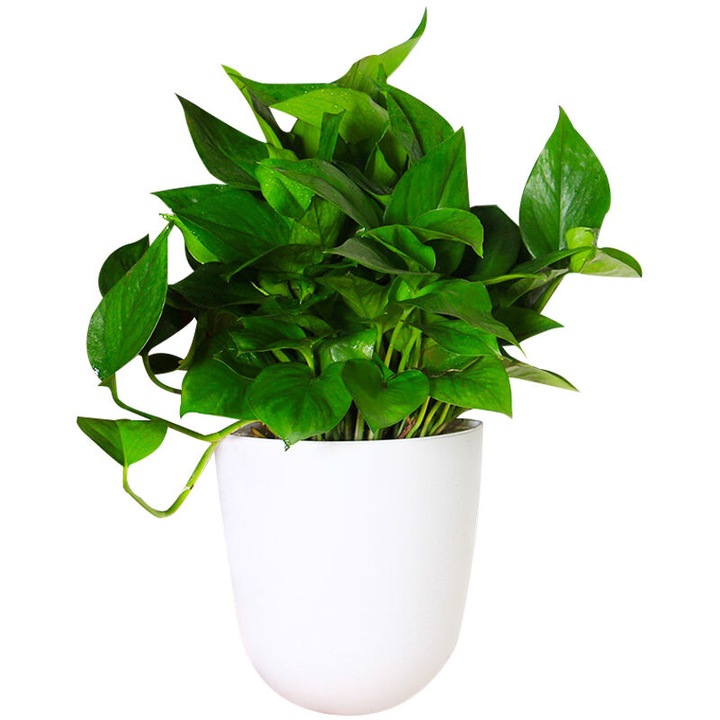 Fali virágtartó, szögletes design, önöntöző, műanyag, 20x19.3cm, 1 virágtartó szett 2 láthatatlan szöggel