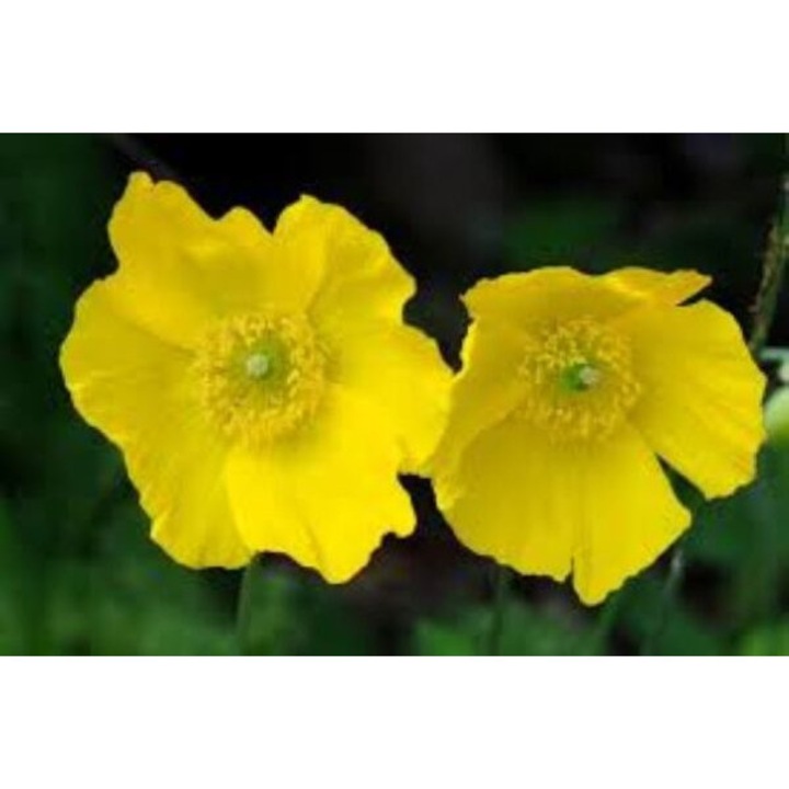 Meconopsis cambrica - Macul galben Galez la ghiveci P9