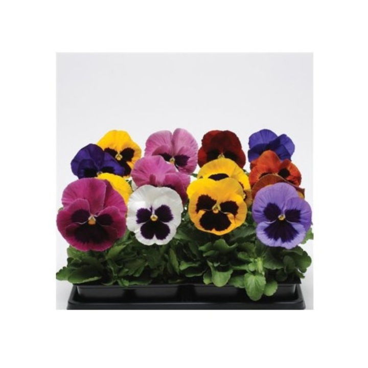 Set 14 Panselute, culori mixte, ghiveci 9 cm