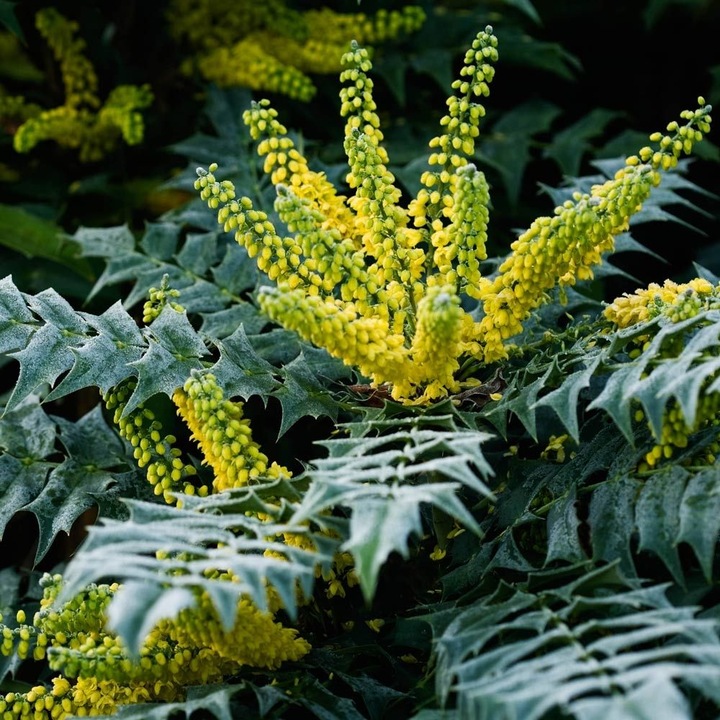Mahonia Bealei – Mahonia cu frunze de piele la ghiveci P17 – H 40-50 cm