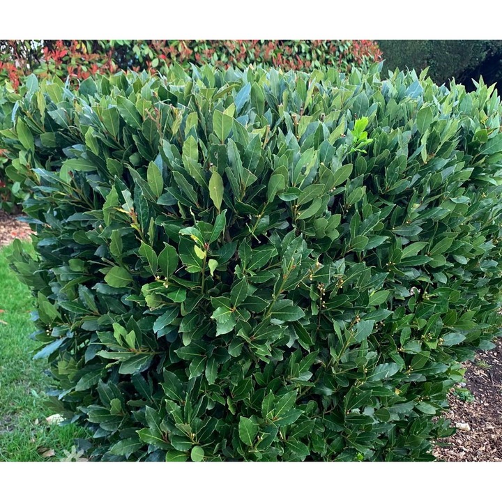 Dafin comestibil, planta la ghiveci P9, H 20-25 cm, arbust decorativ, verde, multicolor