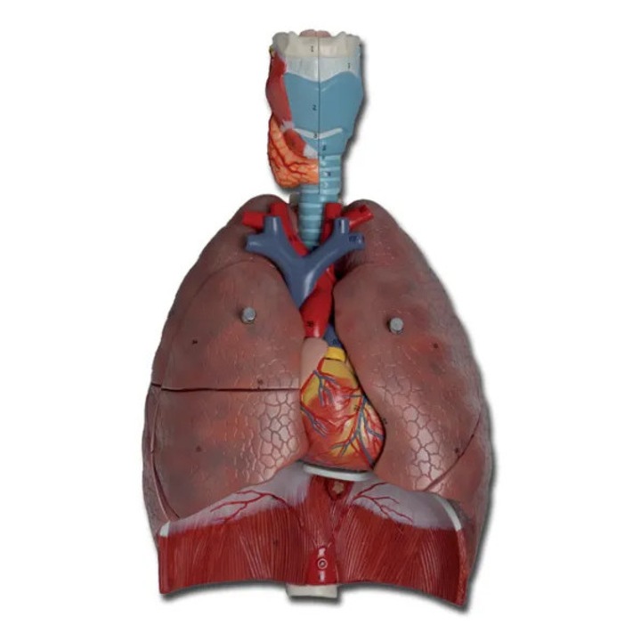 Model Sistem Respirator Uman, Golden Protect, 7 piese, dimensiune reală, educațional