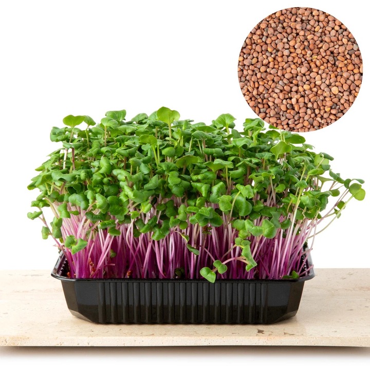 Seminte Ridiche Rose pentru Germeni si Microplante (Microgreens), 1kg