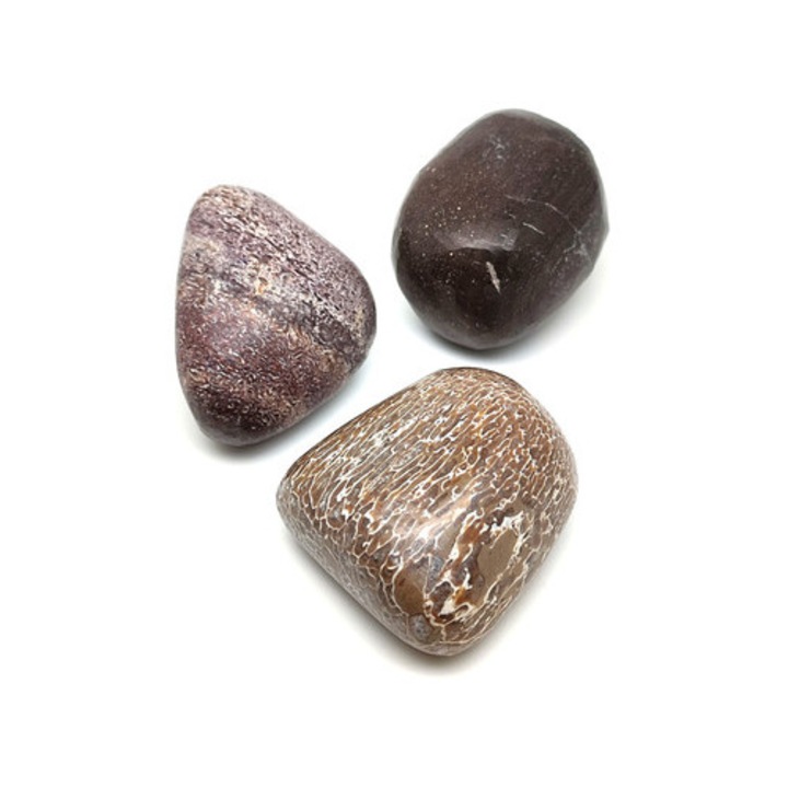 Шлайфан динозавърски кост