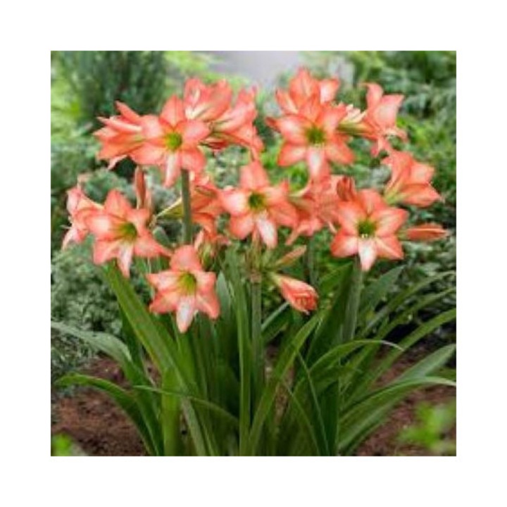 Amaryllis de gradina Sonatini Veneto – Hippeastrum – 1 bulb
