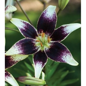 Bulbi, seminte si rasaduri