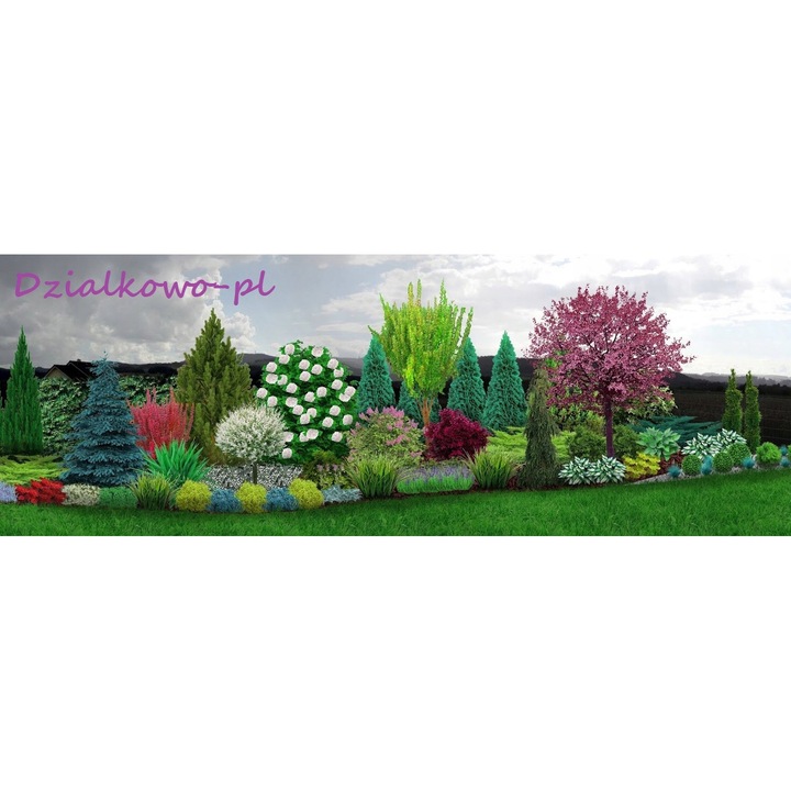 9 darabos Coleus magcsomag, többszínű
