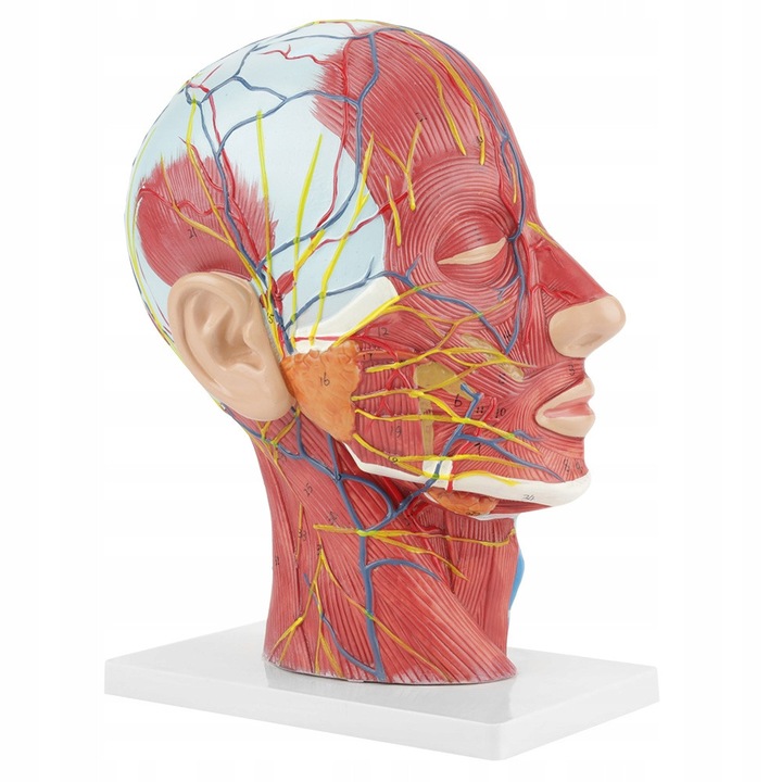 Model anatomic 1:1 al capului uman pentru invatare, multicolor