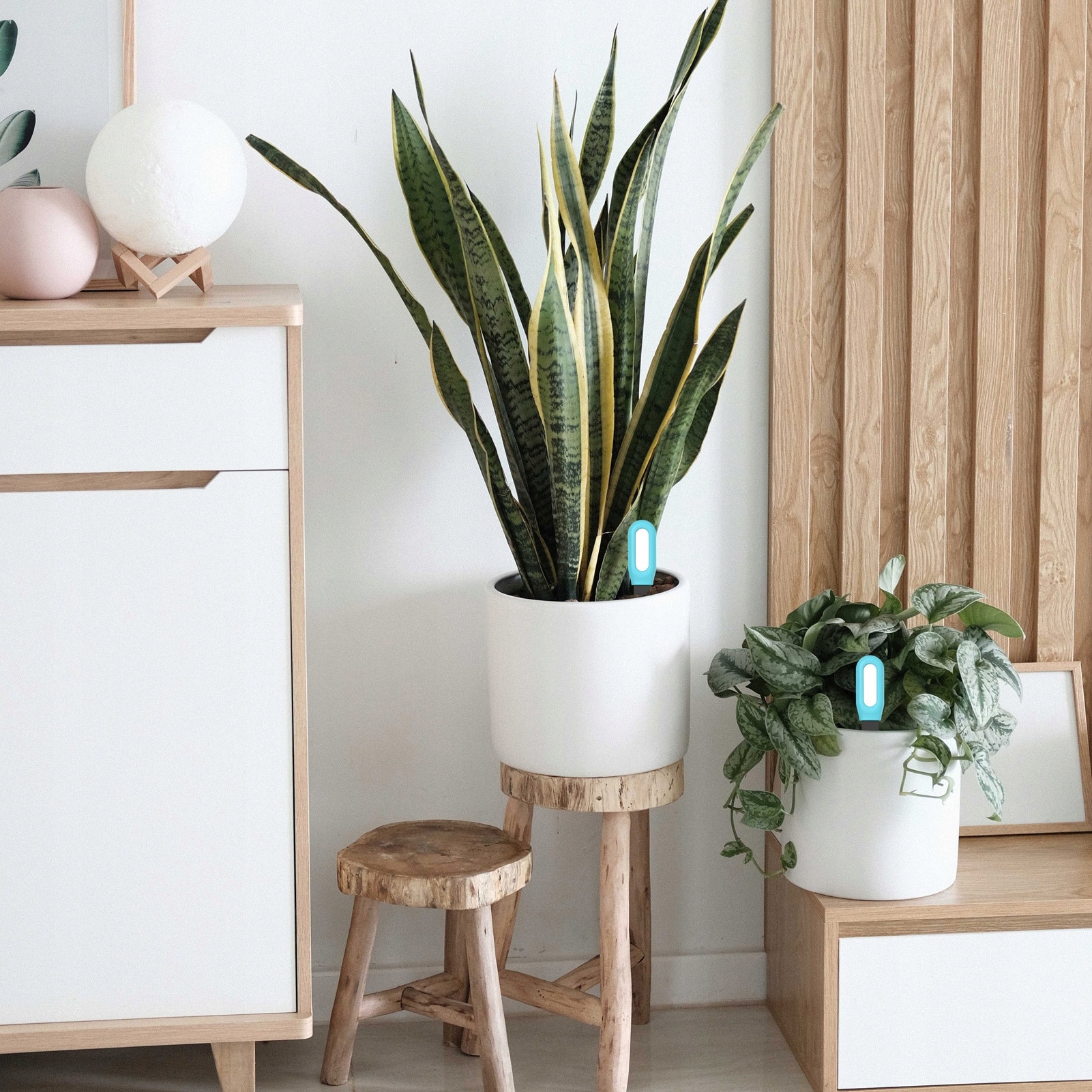Tuya Smart Bluetooth Tester del terreno Igrometro di temperatura Rilevatore di irrigazione domotico da giardino con Alexa Google Home 13 Tuya Smart Bluetooth Tester del terreno Igrometro di temperatura Rilevatore di irrigazione domotico da giardino con Alexa Google Home 13