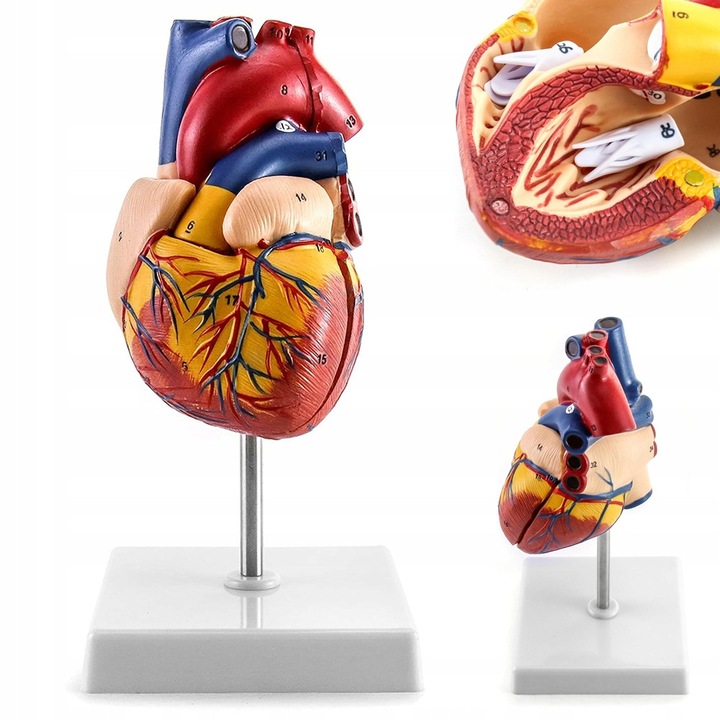 MODEL ANATOMIC UMAN AL INIMII 1:1 NATURAL