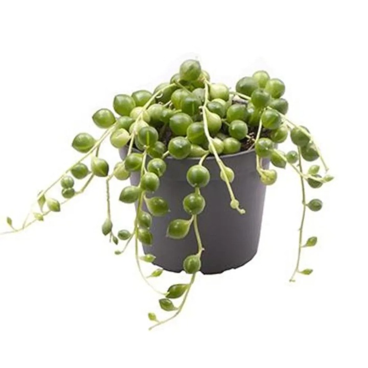 Planta naturala Sencio Rowleyanus, curgatoare 15 cm