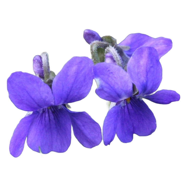 Planta perena la ghiveci Toporasi (Viola odorata)