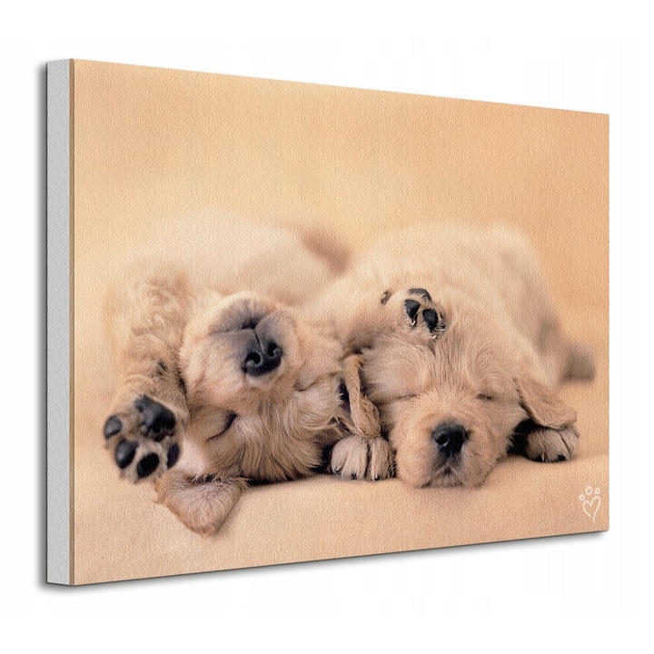 Tablou Rachael Hale, Pui, 40x30 cm, cu rama din lemn de pin, culori rezistente