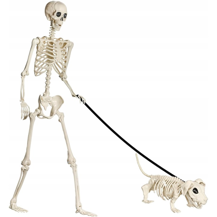 Halloween csontváz 165 cm, parti kiegészítők, dekorációs cikkek, életnagyságú