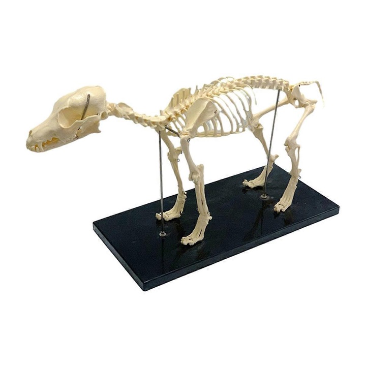 Kutya csontváz modell, PVC, 64x20x30cm, levehető