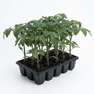 Bulbi, seminte si rasaduri