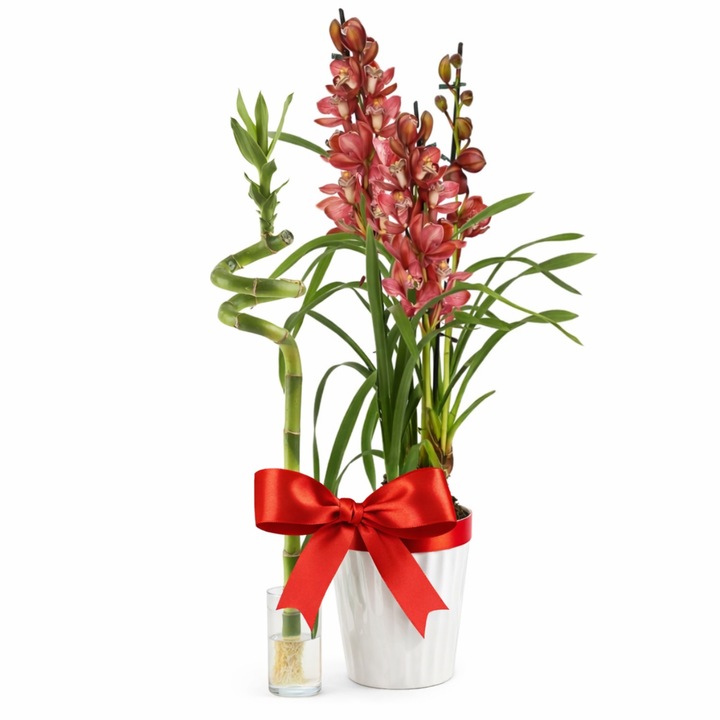 Caui floare naturala bambus? Alege din oferta eMAG.ro
