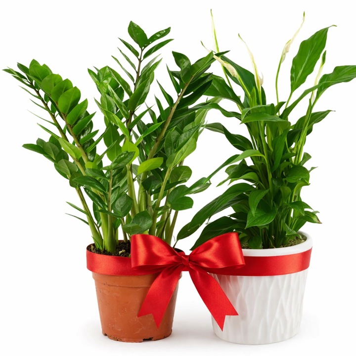 Pachet Crinul Pacii si Planta Zamioculcas zamiifolia