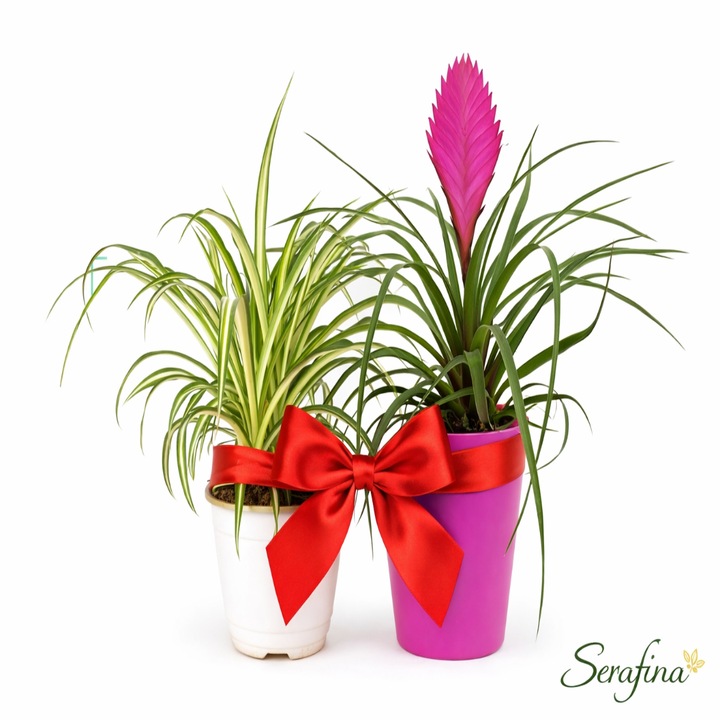 Set Tillandsia cyanea, planta naturala, H 30cm si Planta Paianjen de Interior, H 25-40 cm