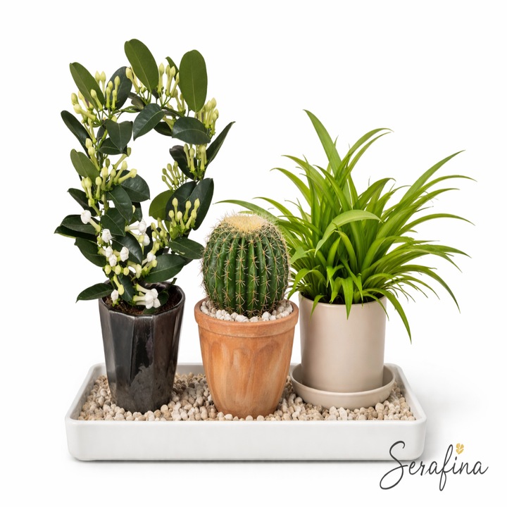 Pachet Cactus Echinopsis Oxygona, H 15 cm, Iasomie de Madagascar, H 40 cm si Planta Paianjen, H 25–40