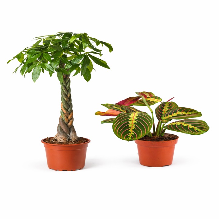 Pachet Arborele Banilor Pachira Aquatica, H 40-50 cm si Maranta leuconeura, H 40cm