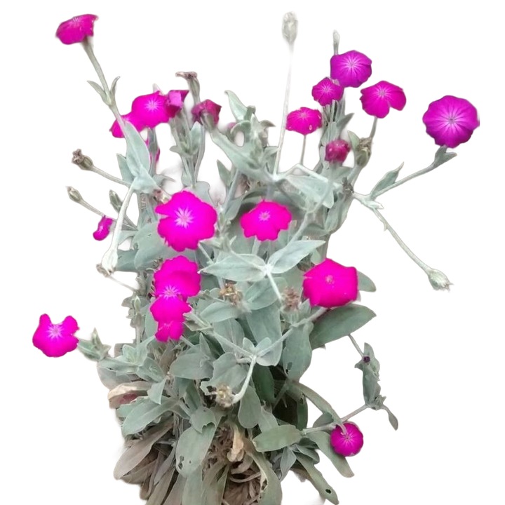 Planta perena pentru gradina Coronita / Campion (Silene coronaria)