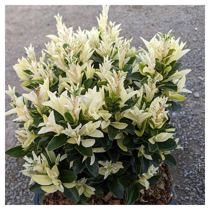Euonymus Japonicus Paloma Blanca, arbust decorativ, verde, la ghiveci P9.5, H 15-25 cm